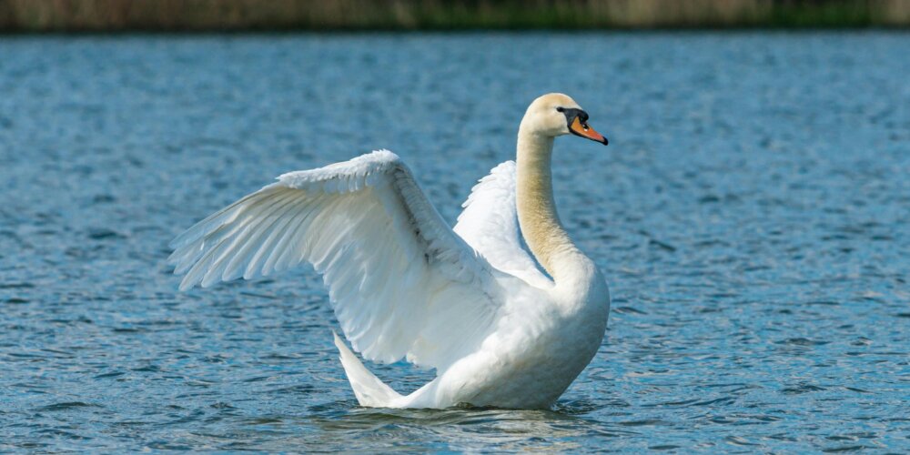 Schwan1