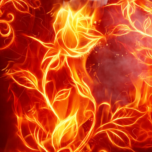 Fotolia 10620638 S Feuerrose
