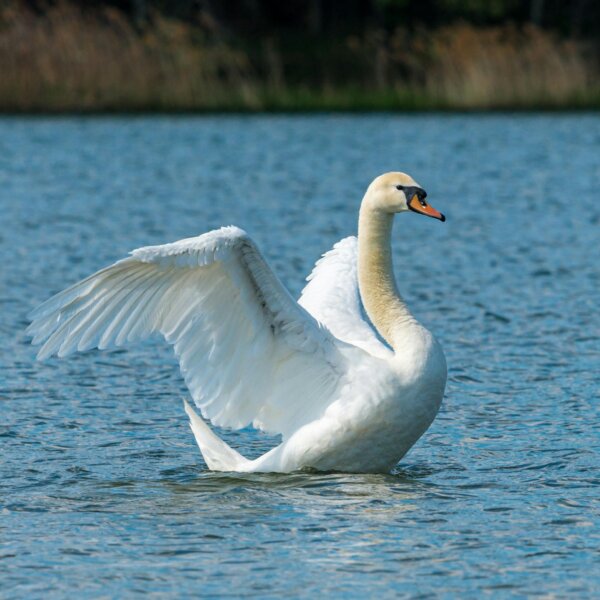 Schwan1