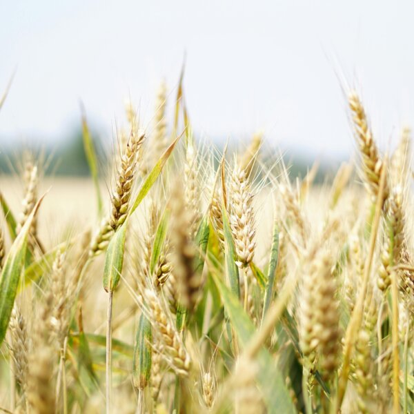 Achtsamkeitstraining