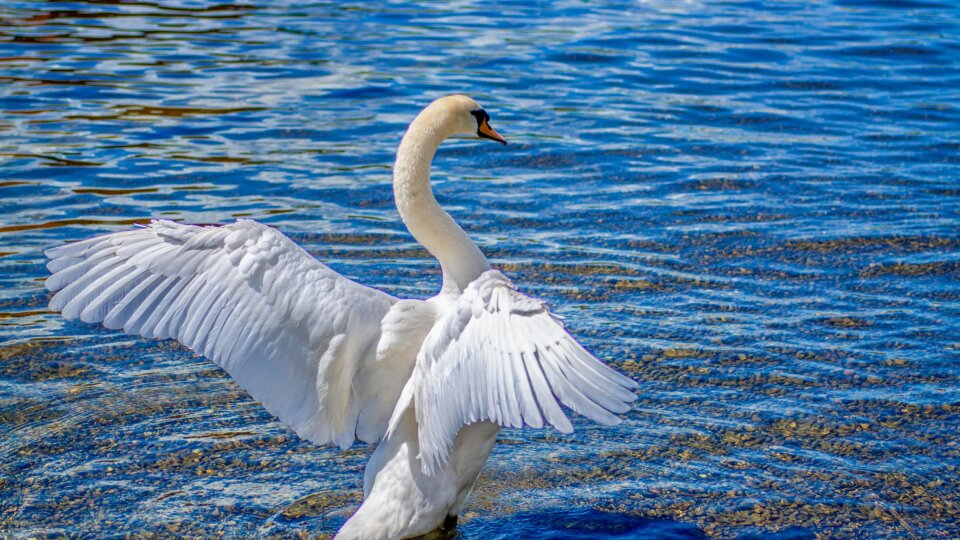 Schwan