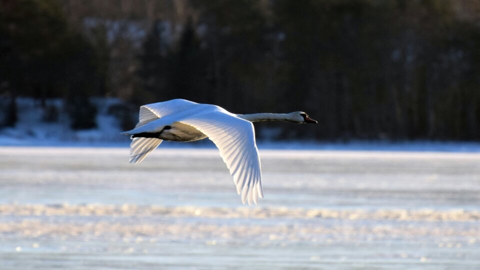 Schwan3